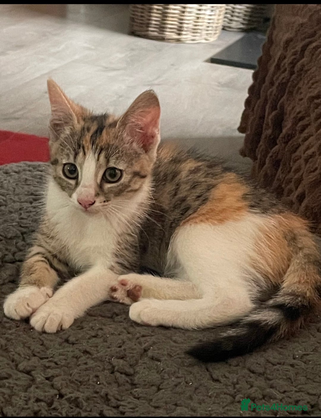 Domestic Shorthair cats for sale: Beautiful Calico Female Kitten  - Image 2