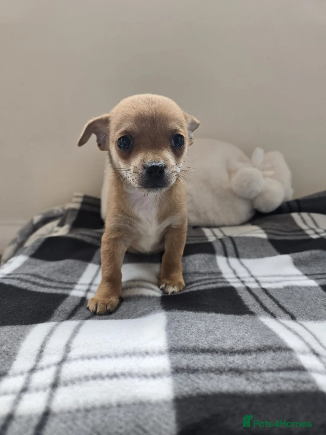 Chihuahua dogs for sale: Chihuahua puppies  in Dagenham - Advert 5