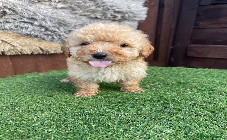 Goldendoodle dogs - Advert 1