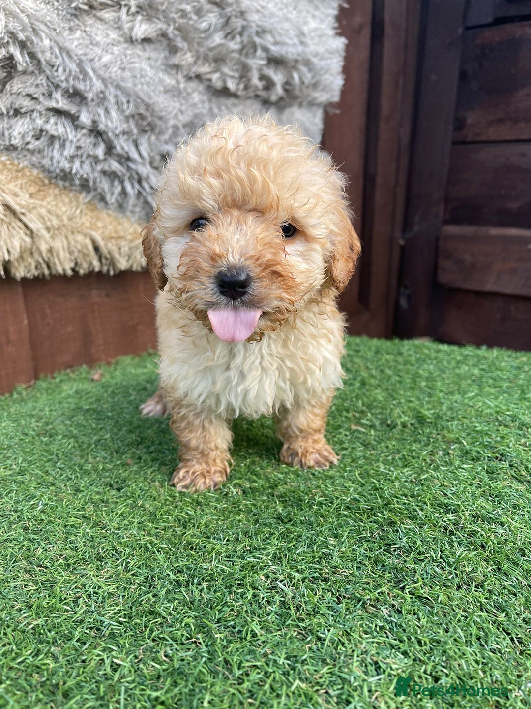Goldendoodle dogs for sale: 4 beautiful golden doodle puppies ready to go!!!! - Image 1