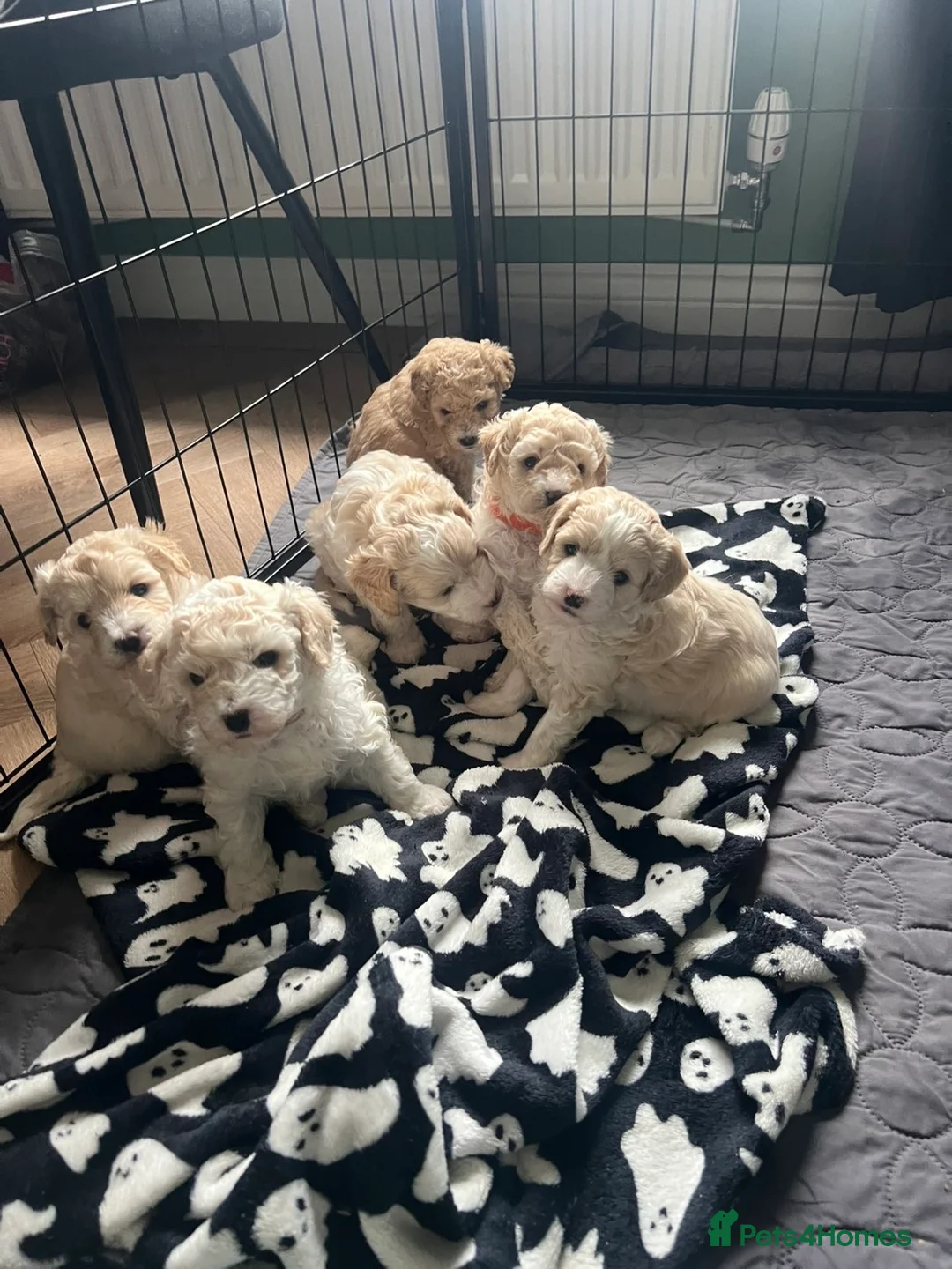 Mixed Breed dogs for sale: Cavapoochons  - Advert 1
