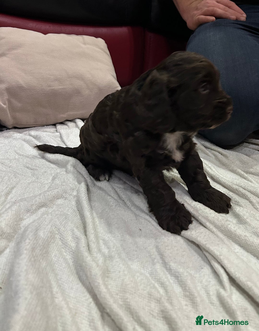 Cockapoo dogs for sale: Cockapoo male - Advert 7