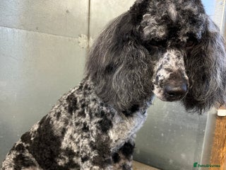 Miniature Poodle dogs in Newcastle - Advert 36