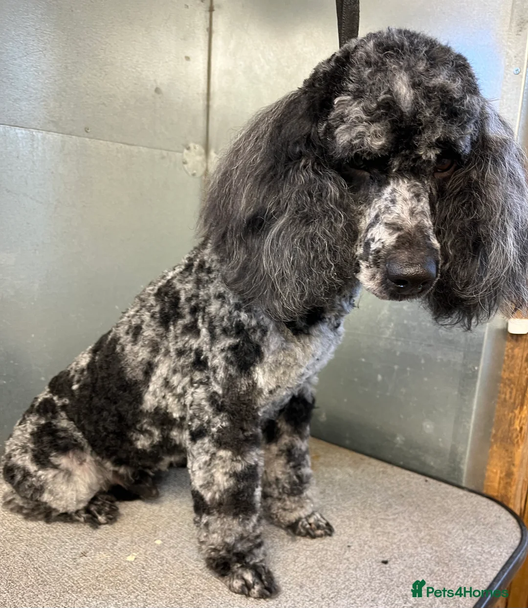 Miniature Poodle dogs for stud:  Blue/ Silver Merle carries chocolate Stud in Newcastle - Advert 1
