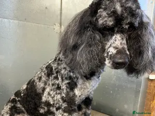 Miniature Poodle dogs Blue/ Silver Merle carries chocolate Stud in Newcastle - Advert 2