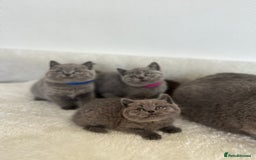 British Shorthair cats for sale: 💎  CHAMPION LINES BSH BLUE  💎 - Advert 11