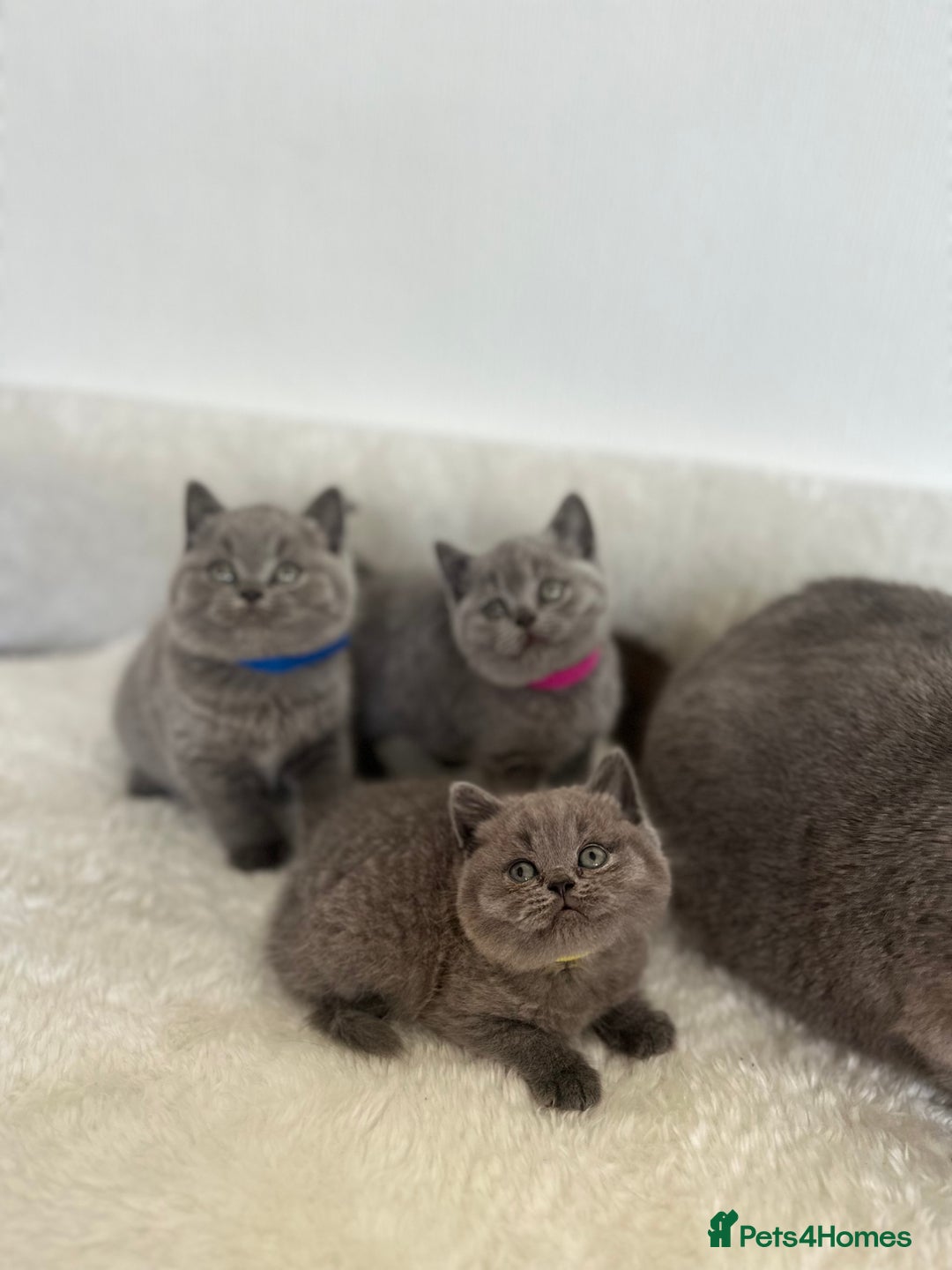 British Shorthair cats for sale: 💎  CHAMPION LINES BSH BLUE  💎 - Advert 11