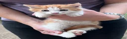 Mixed Breed cats for sale: Adorable playful farm kittens - Advert 16