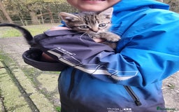 Mixed Breed cats for sale: Purrrfect kittens for sale - Advert 6