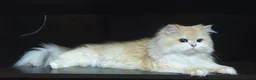 British Longhair cats for stud: BLH Golden Tipped NY12 Cheeky green 👀 stud - Advert 2