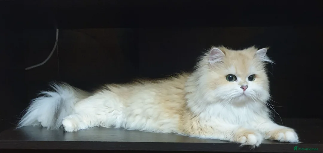 British Longhair cats for stud: BLH Golden Tipped NY12 Cheeky green 👀 stud - Advert 2
