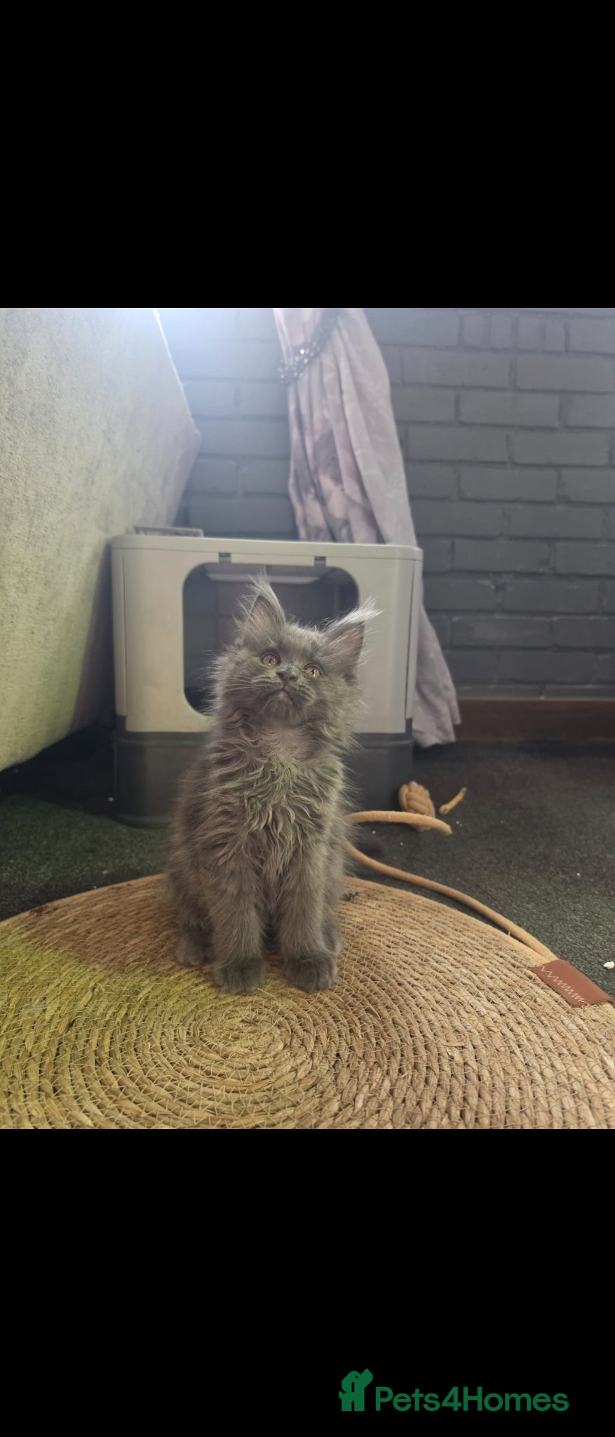 Maine Coon cats Maine coon Blue smoke kittens Sapphire Skies  - Advert 1