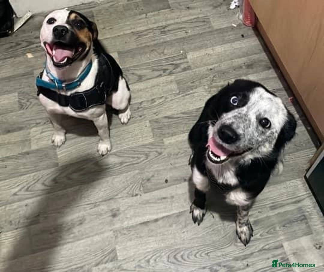 Mixed Breed dogs for sale: Mozzy  - Image 1
