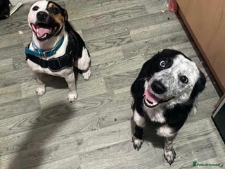 Mixed Breed dogs - Advert 22