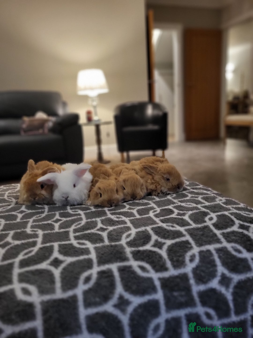 Mini Lop rabbits for sale: Gorgeous Mini Lop Bunnies ready in 2 weeks Reserve - Advert 9