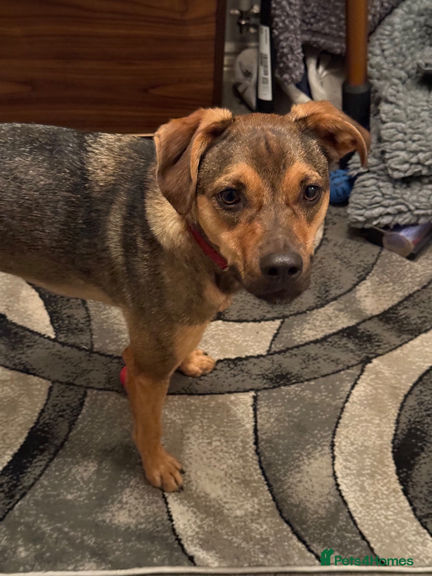 Mixed Breed dogs Sweet Benni looking for his home - Advert 1
