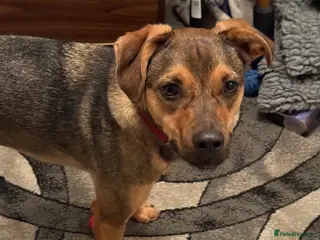 Mixed Breed dogs Sweet Benni looking for his home - Advert 1
