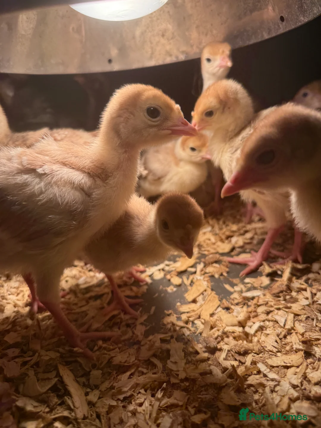 Turkeys poultry for sale: Bourbon Red Turkey Chicks 🦃  - Advert 2