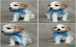 Mixed Breed dogs for sale: Cockapoo x Cavapoochon puppies 🐶 - Image 7