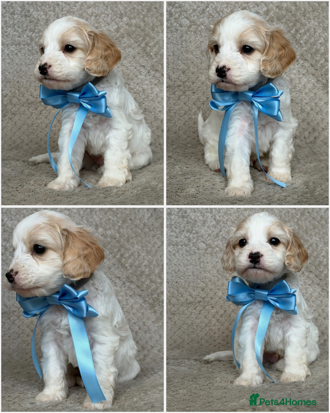 Mixed Breed dogs for sale: Cockapoo x Cavapoochon puppies 🐶 - Image 7