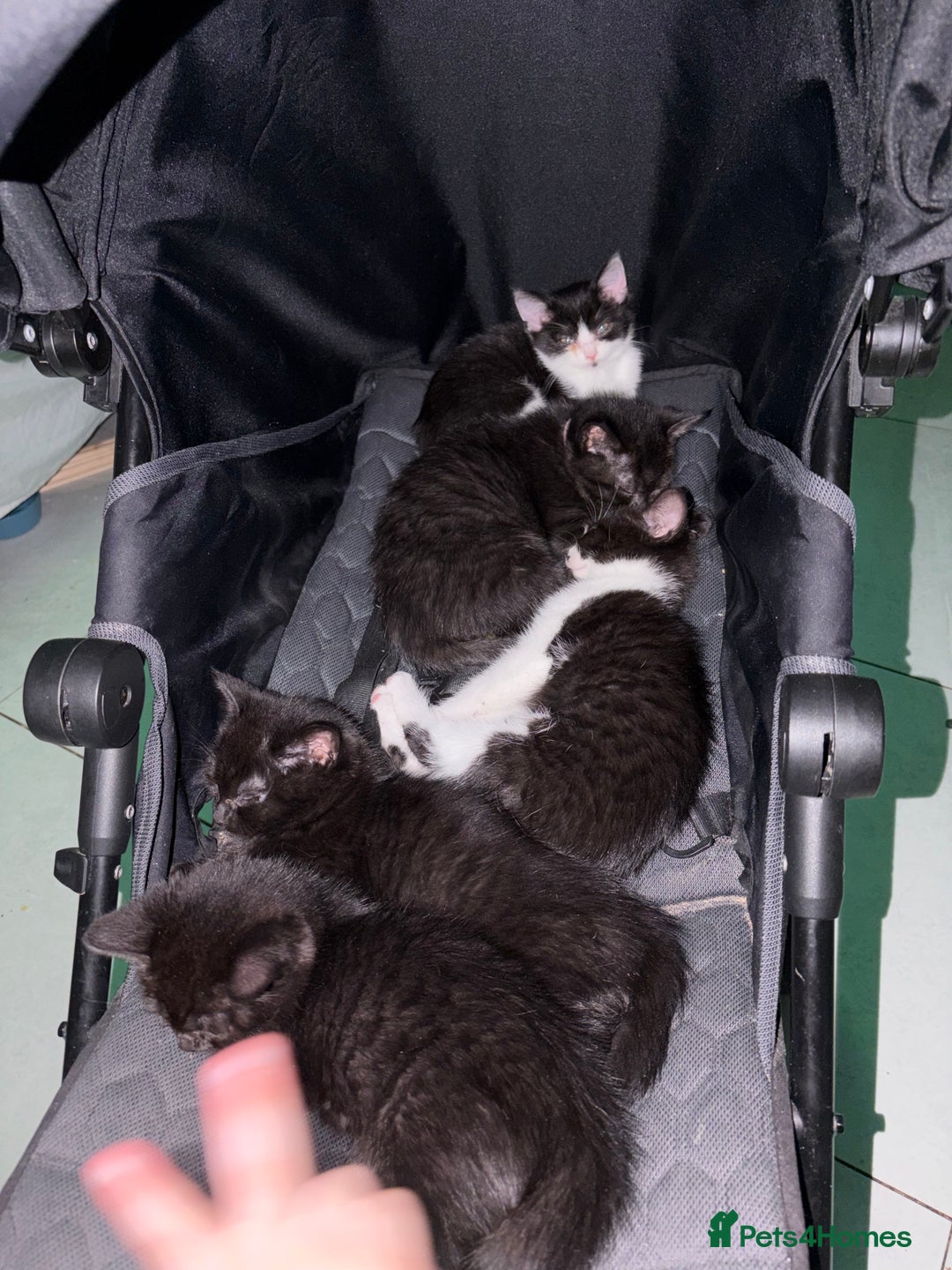 British Shorthair cats for sale: kittens liverpool - Advert 5