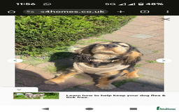 Cocker Spaniel dogs for sale: 8 month old cocker spaniel  - Image 2
