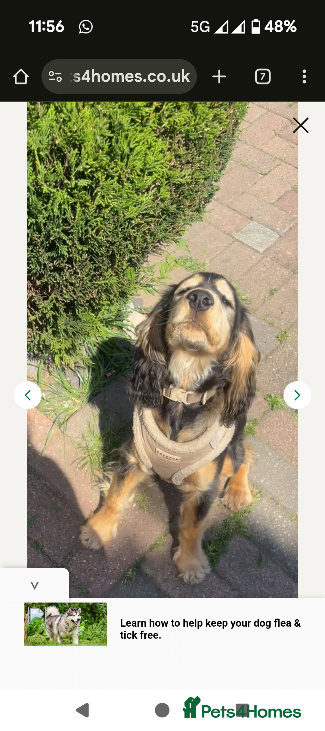 Cocker Spaniel dogs for sale: 8 month old cocker spaniel  - Image 2