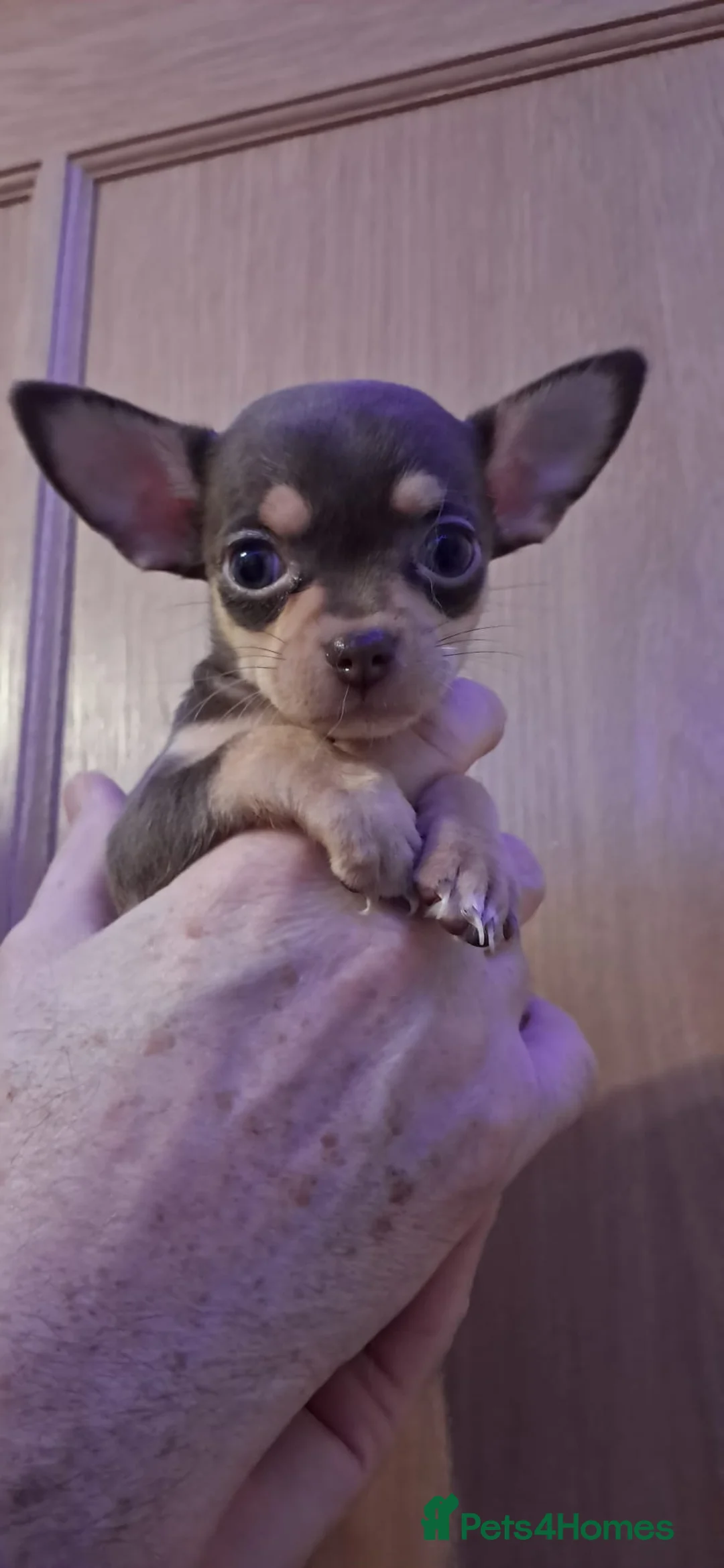 Mixed Breed dogs for sale: Beautiful Babies  - Advert 20