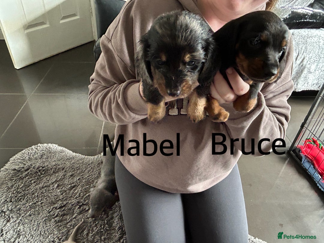 Miniature Dachshund dogs for sale:  Beautiful cute Miniatures dachshund  in Liverpool - Image 12