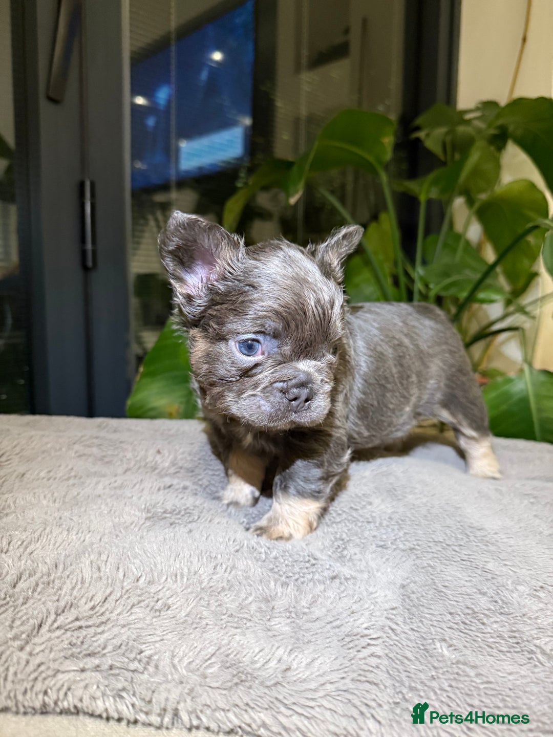 French Bulldog dogs for sale: 8weeks old Fluffy french bulldog puppies - Advert 7
