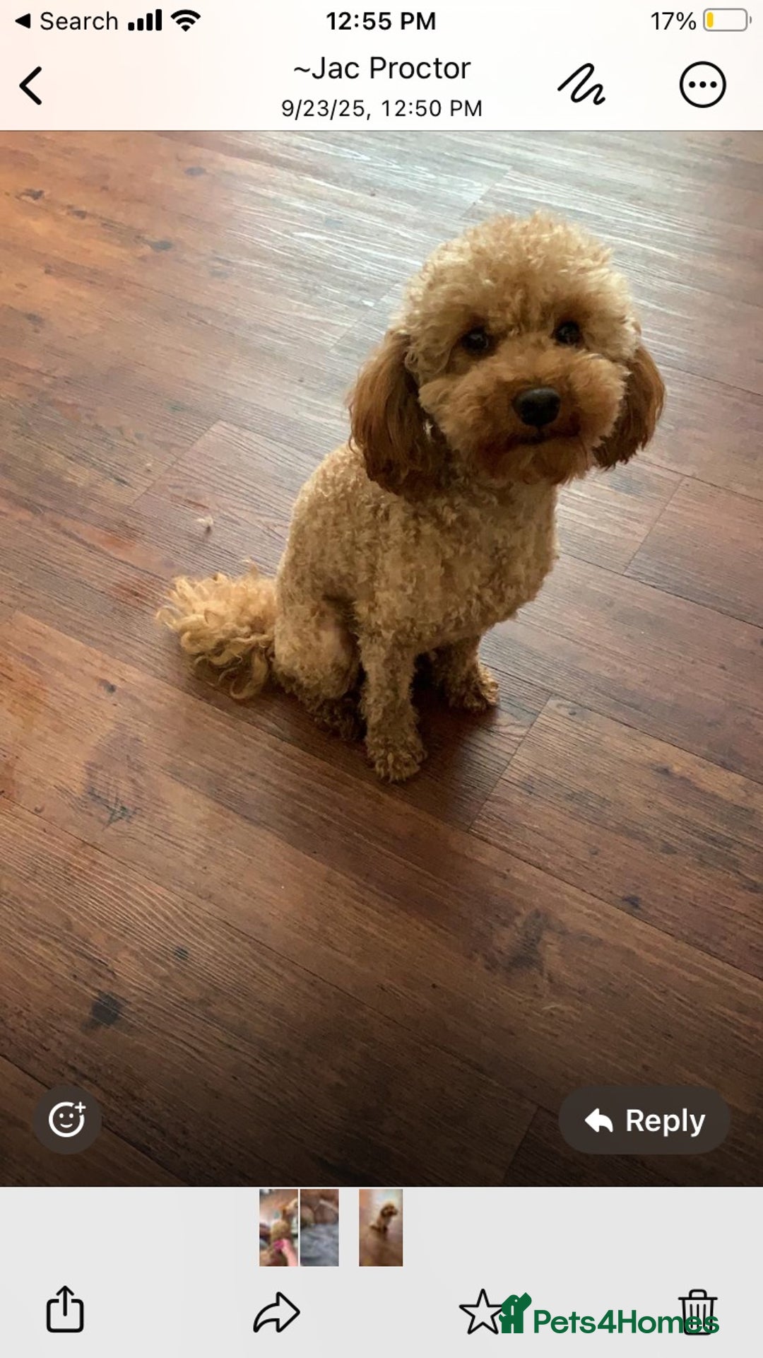 Cavapoo dogs for sale: Cavapoo puppy ready 21st October 1 girl left  - Advert 8