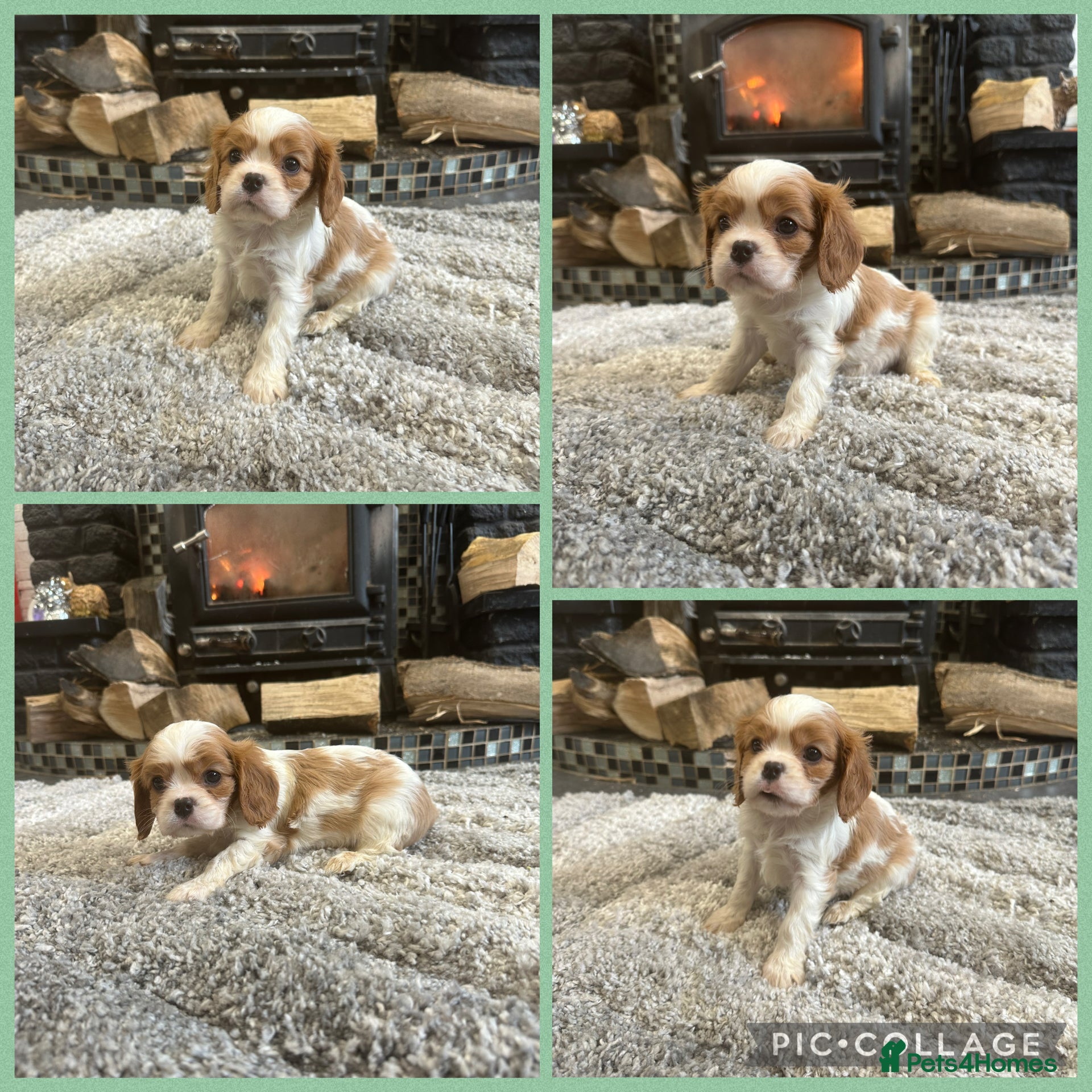 Cavalier King Charles Spaniel dogs ** DNA CLEAR 🧬 KC REGISTERED CAVALIER PUPPIES ** - Advert 10