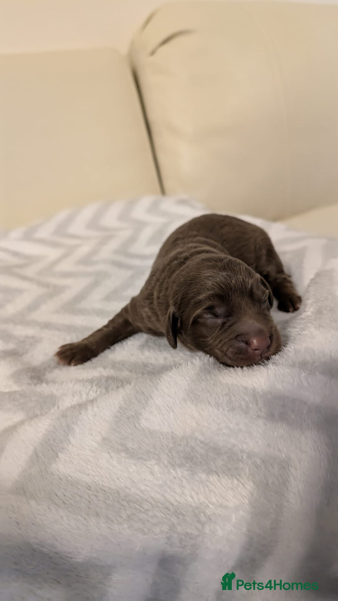 Labradoodle dogs for sale: 11 adorable Labradoodle puppies - Image 11