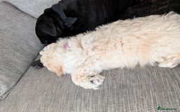 Shih Tzu dogs for sale: Beautiful Golden shih-tzu puppy - Image 9