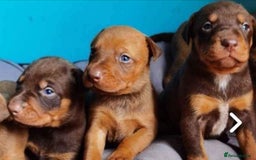 Dobermann dogs for sale: Doberman for sale ready now  - Image 2