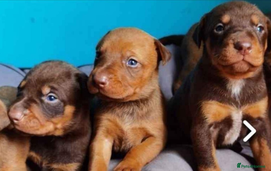 Dobermann dogs for sale: Doberman for sale ready now  - Image 2
