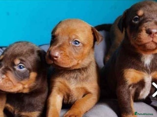 Dobermann dogs - Advert 32