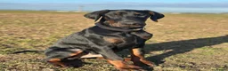 Dobermann dogs for stud: FCI Registered European male for stud - Advert 2