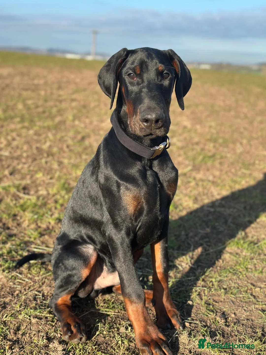 Dobermann dogs for stud: FCI Registered European male for stud - Advert 2