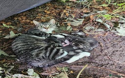 Mixed Breed cats for sale: 3 male grey and black tabbies  - Image 8