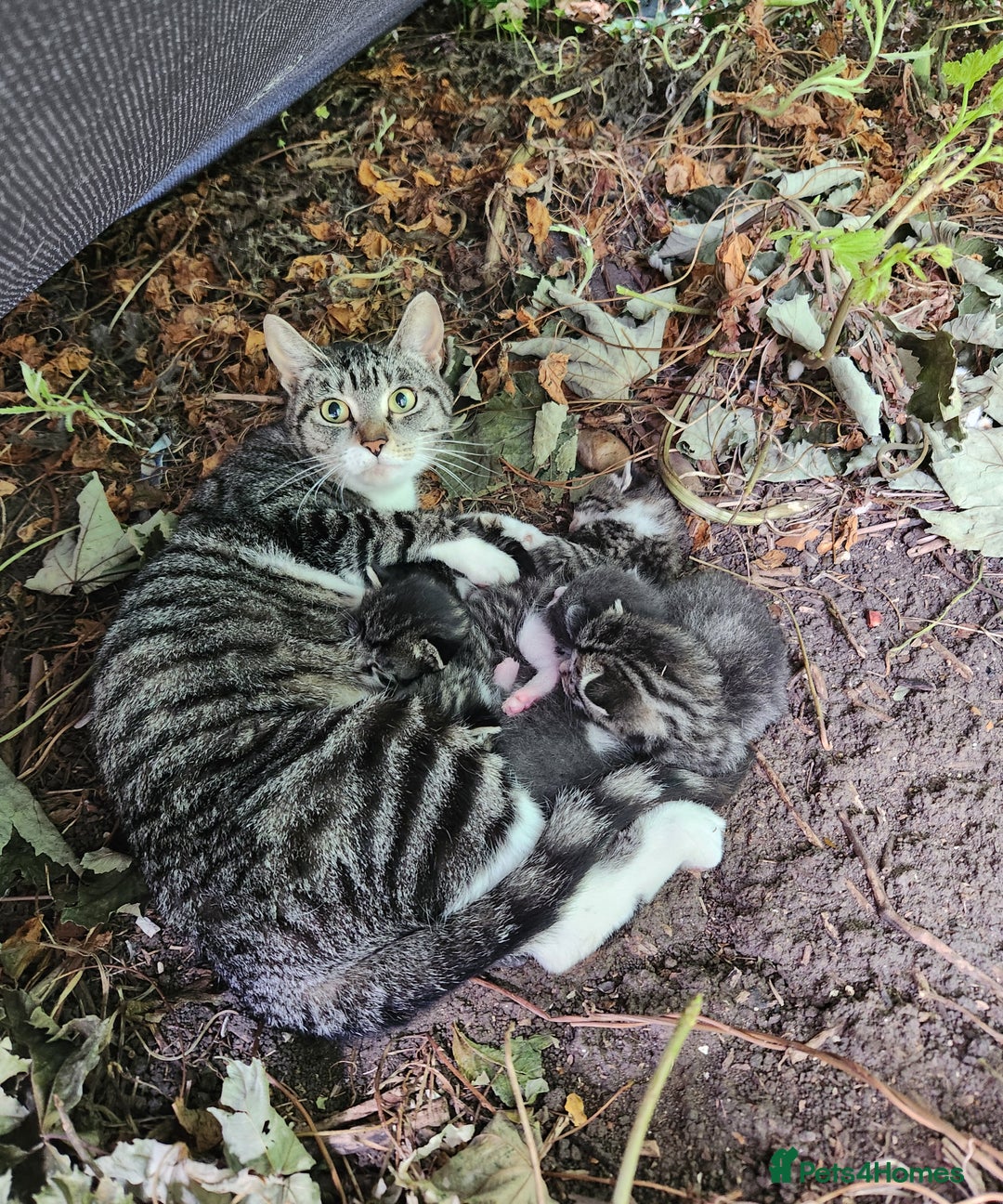 Mixed Breed cats for sale: 3 male grey and black tabbies  - Image 8
