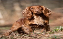 Cocker Spaniel dogs for sale: Kc cocker spaniel  - Image 6