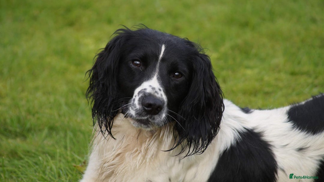 English Springer Spaniel dogs for stud: Beautiful KC black & white ESS stud  in Chesterfield - Advert 4