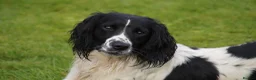English Springer Spaniel dogs for stud: Beautiful KC black & white ESS stud  in Chesterfield - Advert 4