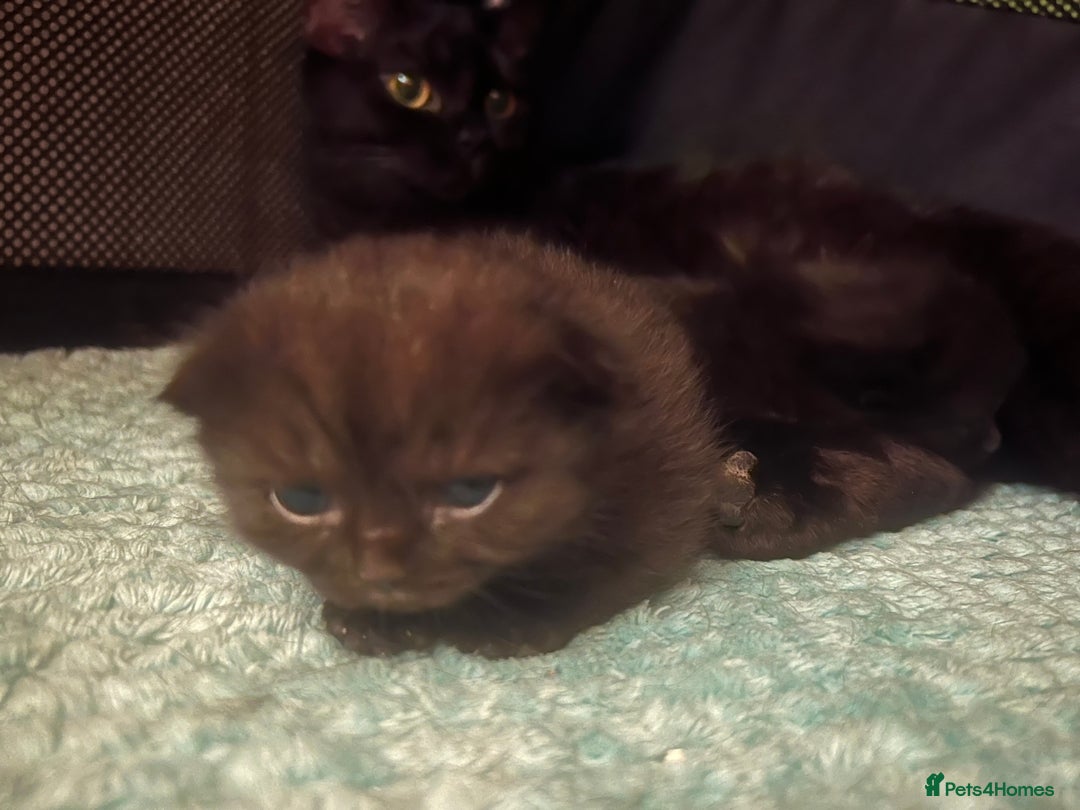 British Shorthair cats for sale: Two Diminutive Overlords Seeking Human Staff - Image 9