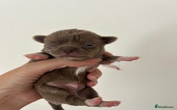 Chihuahua dogs for sale: 🔥🔥stunning chihuahua pups🔥🔥 - Image 4