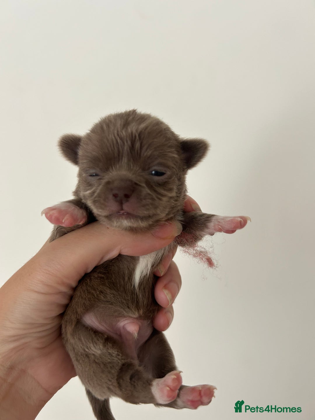 Chihuahua dogs for sale: 🔥🔥stunning chihuahua pups🔥🔥 - Image 4