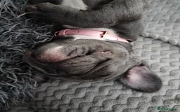 French Bulldog dogs for sale: Lady Grey 🩶 - Image 4