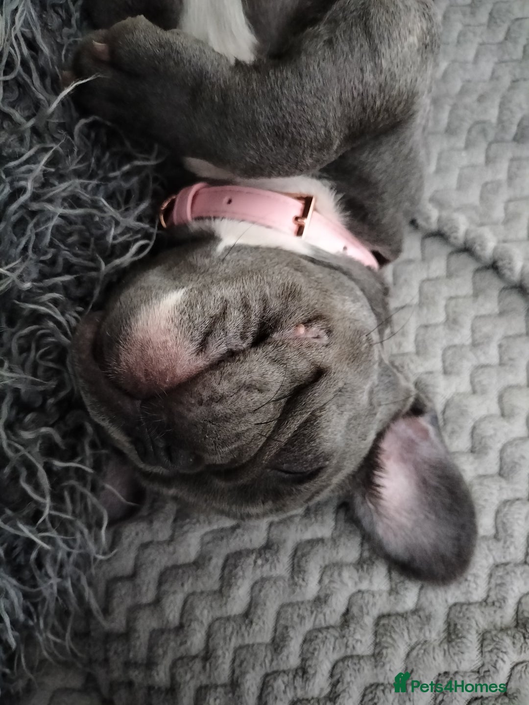 French Bulldog dogs for sale: Lady Grey 🩶 - Image 4