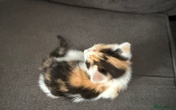 British Shorthair cats for sale: Beautiful calico kitten - Image 4